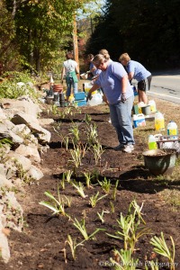 Planting daylilies at Forge Pond